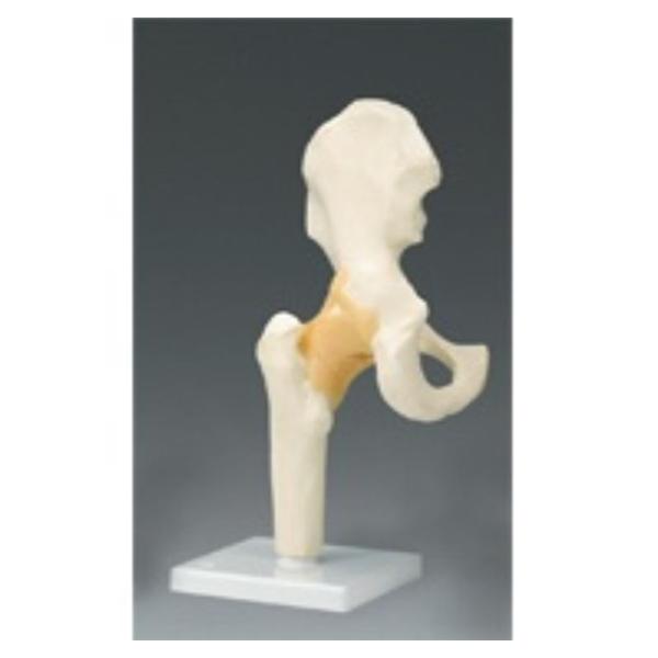 Hip Joint Model Functional Right Ea